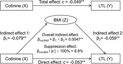 Intermediate Effects of Body Mass Index and C-Reactive Protein on the Serum Cotinine- Leukocyte Telomere Length Association
